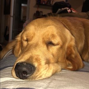 Meet your Posher, Joseph